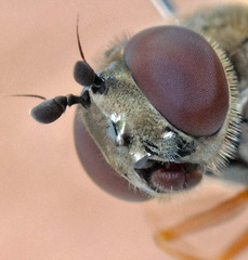 Platycheirus clypeatus