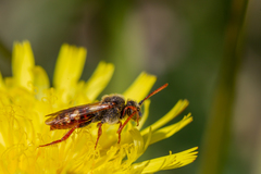 Nomada alboguttata