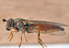 Platycheirus clypeatus