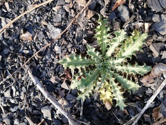 Carlina vulgaris