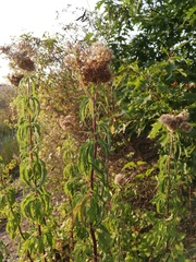 Eupatorium cannabinum