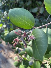 Rhus ovata