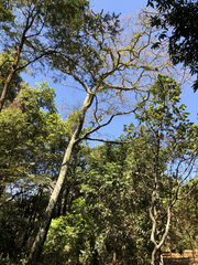 Copaifera langsdorffii