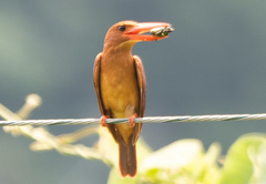 Halcyon coromanda bangsi