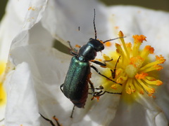 Clanoptilus abdominalis