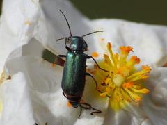 Clanoptilus abdominalis
