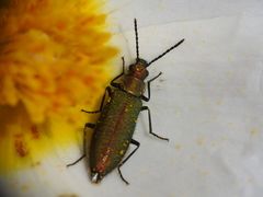 Lobonyx aeneus