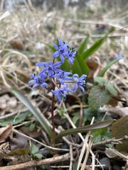 Scilla vindobonensis