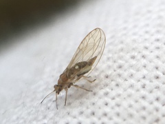 Triozidae