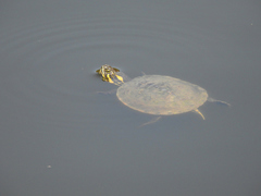 Trachemys venusta venusta
