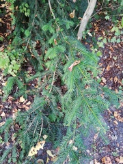 Taxus baccata
