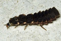 Lampyris fuscata apuliae