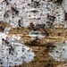 Atopomyrmex mocquerysi