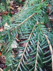 Taxus baccata