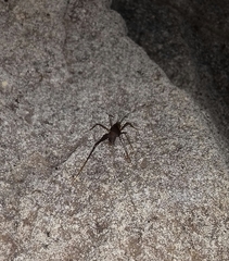 Spelaeiacris tabulae