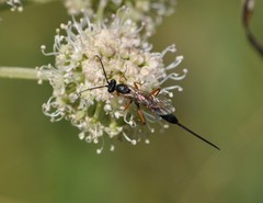 Glypta cylindrator