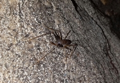 Spelaeiacris tabulae