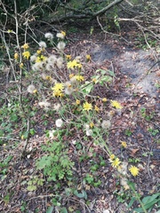 Hieracium sabaudum
