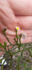 Symphyotrichum subulatum subulatum