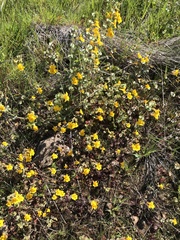 Erythranthe glaucescens