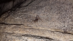 Spelaeiacris tabulae