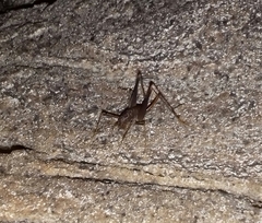 Spelaeiacris tabulae