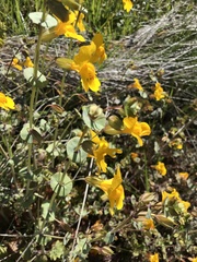 Erythranthe glaucescens