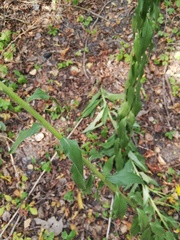 Hieracium sabaudum