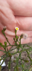 Symphyotrichum subulatum subulatum