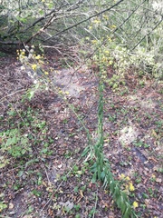 Hieracium sabaudum