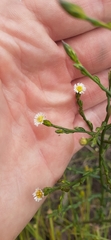 Symphyotrichum subulatum subulatum