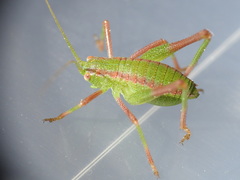 Odontura glabricauda