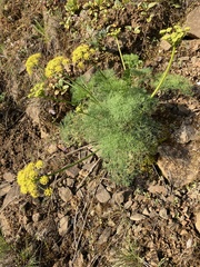 Lomatium klickitatense