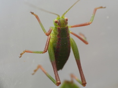 Odontura glabricauda