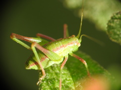 Odontura glabricauda