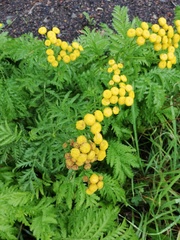Tanacetum vulgare