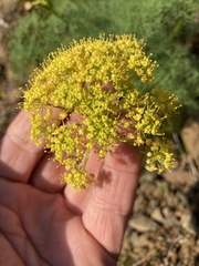 Lomatium klickitatense