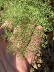 Lomatium klickitatense