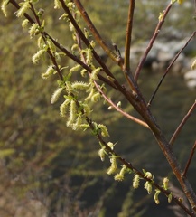 Salix eleagnos