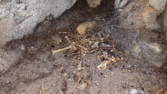 Procavia capensis capensis