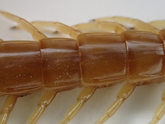 Scolopocryptops gracilis