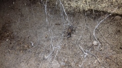 Spelaeiacris tabulae