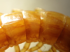 Scolopocryptops gracilis