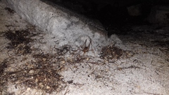 Spelaeiacris tabulae