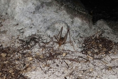 Spelaeiacris tabulae