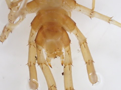 Gosibius paucidens