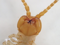 Gosibius paucidens