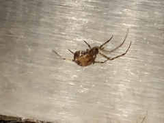 Theridiidae