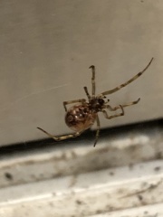Theridiidae