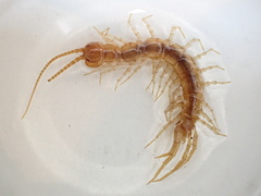 Gosibius paucidens